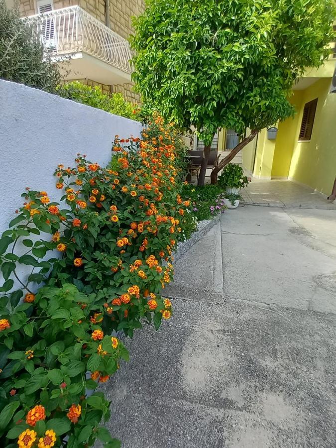 Bugenvilija Duce Luaran gambar
